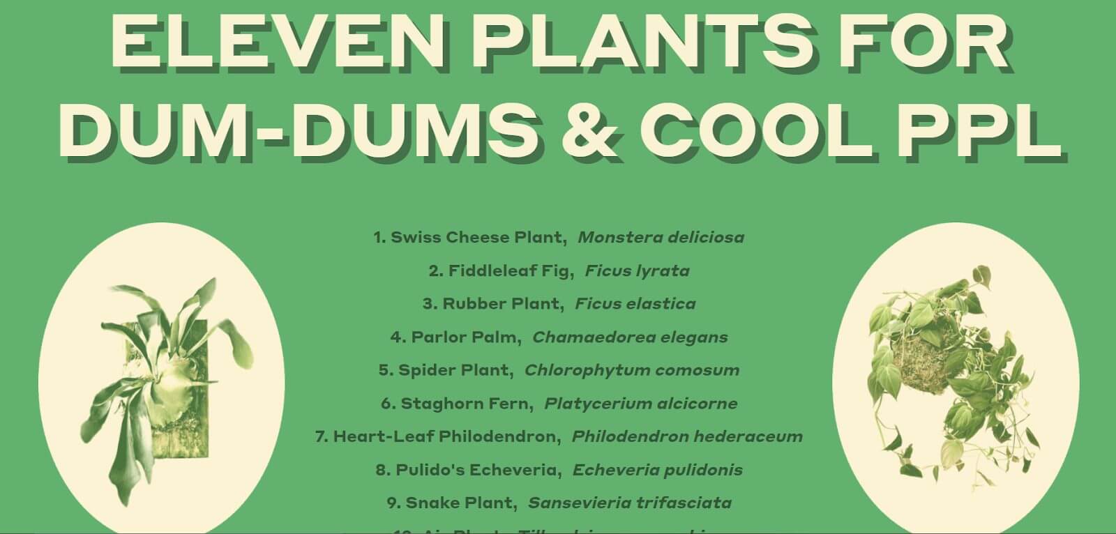 Eleven Plants for Dum-Dums & Cool Ppl
